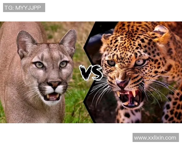 阿特拉斯与美洲狮2019年精彩对决回顾与分析